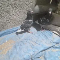 جوجه‌پلاکی