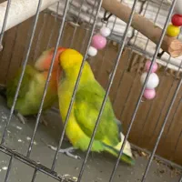 طوطی برزیلی|پرنده|نوشین شهر, |دیوار