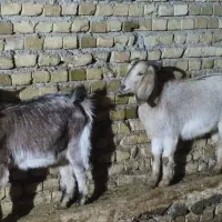 دو عدد بزغاله ماده