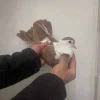 کبوتر چادری کله شصتی