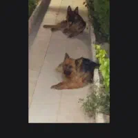 جفت ژرمن شپرد نر و مادع|سگ|تهران, امیریه|دیوار