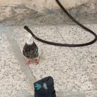 طوقی|پرنده|دهدشت, |دیوار