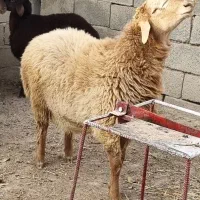 بره نر قوچی|حیوانات مزرعه|آشخانه, |دیوار