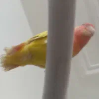 فیشر طلایی|پرنده|فولادشهر, سایت صنعتی کاوه|دیوار