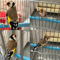 سهره چهارگل گوشواره نما دهن خرم آبادی
