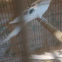 فروش ماده دوکت آلبینو مولد|پرنده|اردستان, |دیوار