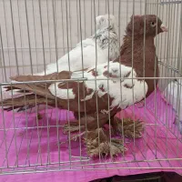 کبوترعالیی نقش وپرشی