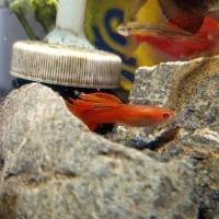 ماهی،گوپی،آکواریوم،لوازم آکواریوم،حلزون|ماهی|مهاجران, |دیوار