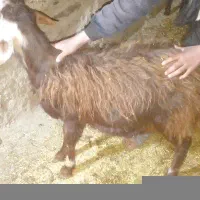 یک عدد بره قوچ نر لخت