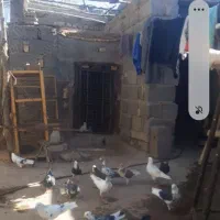 همشون خوش رنگ وپرشی|پرنده|قره پشتلو, |دیوار