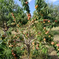 باغ-زیبا-و-عالی