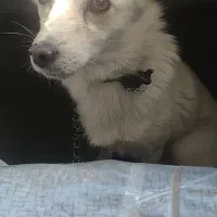 سلام شرایط نگه داری شو دیگه ندارم میرم سرکار