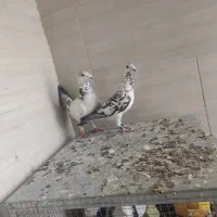 کفتر سینه سفید