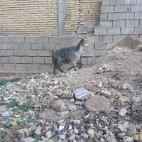 بزخشک برای قسابی