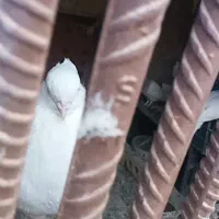 ‌کبوتر و ی جفت مرغ عشق