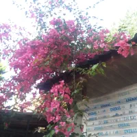 طوقی یه لایی