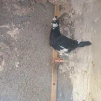 قره سیاه نرقلدور پرشی صیده