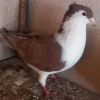 پرنده کبوتر