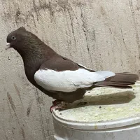 کبوتر