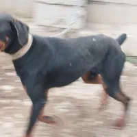 سگ دوبرمن نرماسال|سگ|ماسال, |دیوار