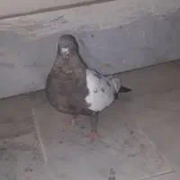 ماده سینه مشکی