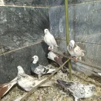 کفتر گرفتنی|پرنده|قم, آزادگان|دیوار