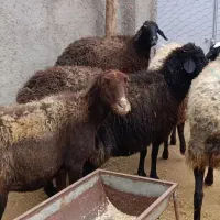 6 راس گوسفند آبستن