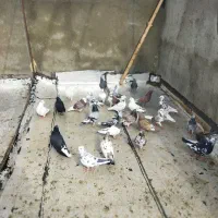 کفتر پرشی درجه یک