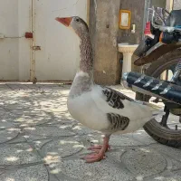غاز چینی