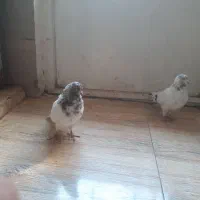 یه جفت کفتر کله ای|پرنده|ملایر, |دیوار