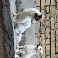 سگ پامر واشپیتز خانگی