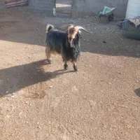 بعیه تخمی|حیوانات مزرعه|دزپارت, |دیوار