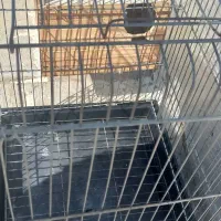 قفس پرنده بزرگ|لوازم جانبی حیوانات|مشکیندشت, |دیوار