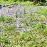 باغبانی علف زنی سمپاشی کود شخم کاشت نهال چاله کنی|خدمات باغبانی و درختکاری|رودسر, |دیوار