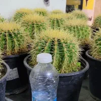 کاکتوس اچینو بزرگ