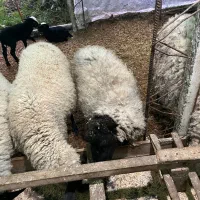 میش ۲ ساله رومانف دو قلو زا|حیوانات مزرعه|لاهیجان, بوجایه|دیوار