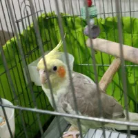 جوجه عروس هلندی ابلق کشیده|پرنده|پاکدشت, پاکدشت (مامازند)|دیوار