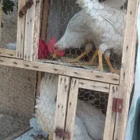 مرغ و خروس