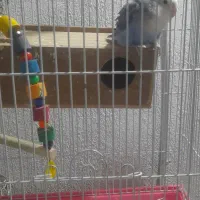 طوطی برزیلی|پرنده|ری, سیزده آبان|دیوار