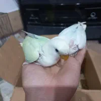 فروش جوجه کوتوله|پرنده|جهرم, |دیوار