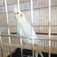 عروس هلندی مولد