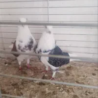 فروش ۵جفت نروماده