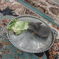 خرگوش  لوپ فیلی|موش و خرگوش|اردکان, |دیوار