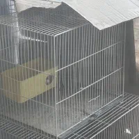 ۶ عدد مرغ عشق به همراه قفس|پرنده|مشهد, کوه سنگی|دیوار