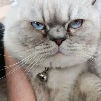 اسکاتیش نر