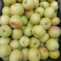 سیب گل شاهی و لبنانی