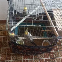 سه عدد عروس هلندی .یک جفت به  شرط تخم .یک عدد تکی