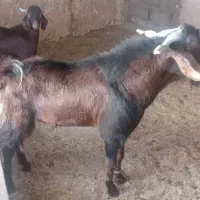 نری روزگاری