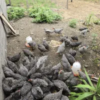 مرغ وخروس ۵ ماهه آمروک