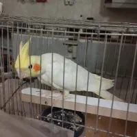 عروس هلندی یک نر یک ماده و یکی چهار ماهه